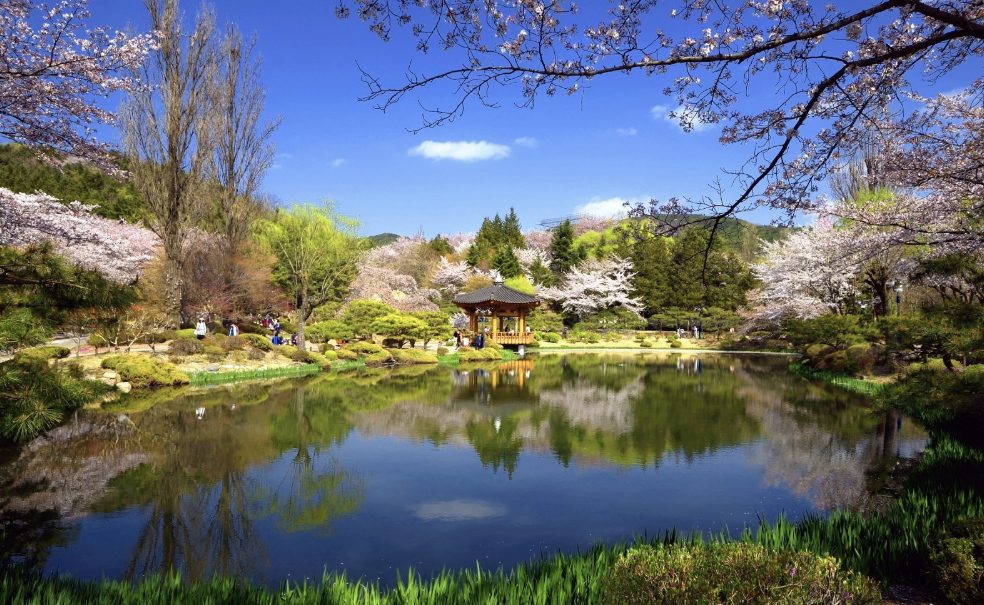 경주 보문단지 벚꽃길