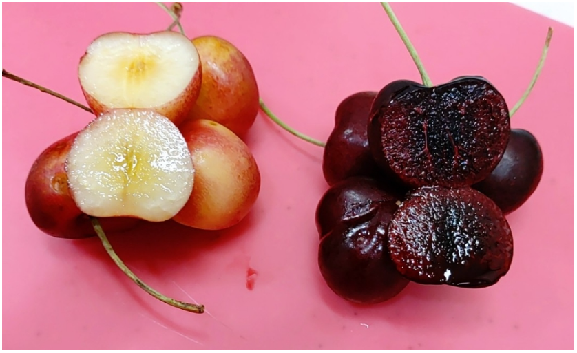 천일래 체리와 일바네리 단면 세척 ​​및 수확 방법