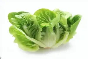 상추