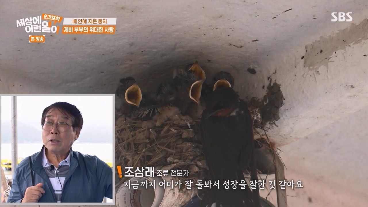 순간포착 세상에 이런일이.E1238.230723p-NEXT.mp4_20230724_205450.054.jpg