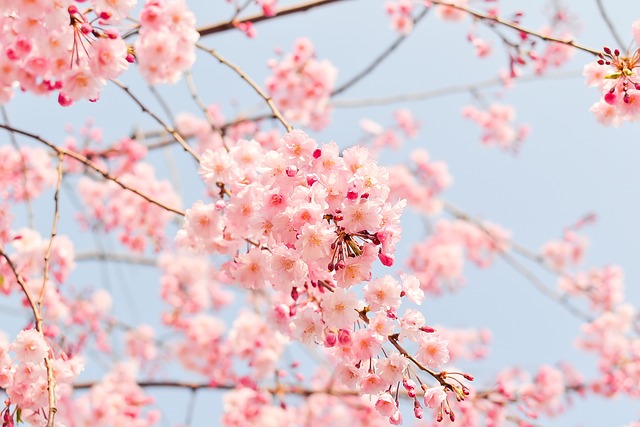 봄 벚꽃 모습(2)