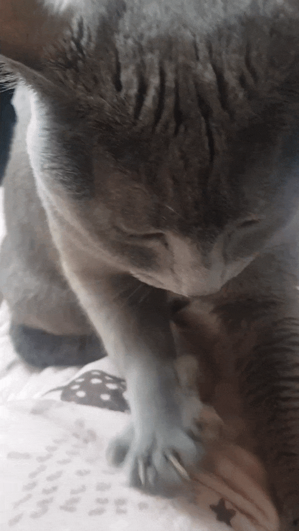  간편하게 gif 움짤 만들기. 회원가입 없고 설치도 없으며 당연히 무료지요.(간단, 용량줄이기, FPS)