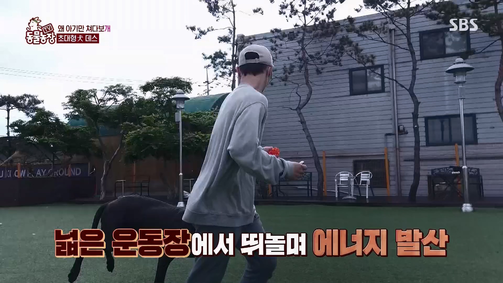 TV 동물농장.E1120.230514p.H264-F1RST.mp4_20230515_203543.151.jpg