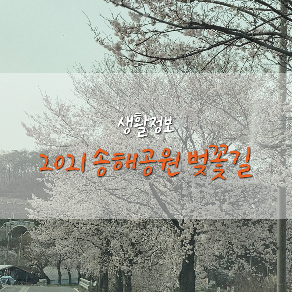  2021 대구 옥포 송해공원 벚꽃길 드라이브