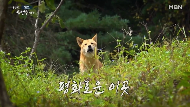 나는자연인이다-야생70년-자연인엄용섭