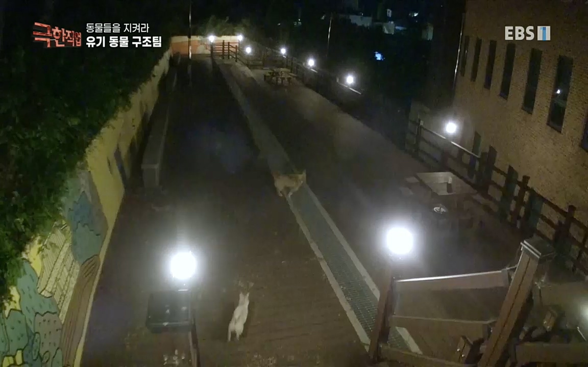 TV - 교육의 중심 EBS동물들을 지켜라, 수의사와 유기 동물 구조팀.mp4_20220913_200155.512.jpg
