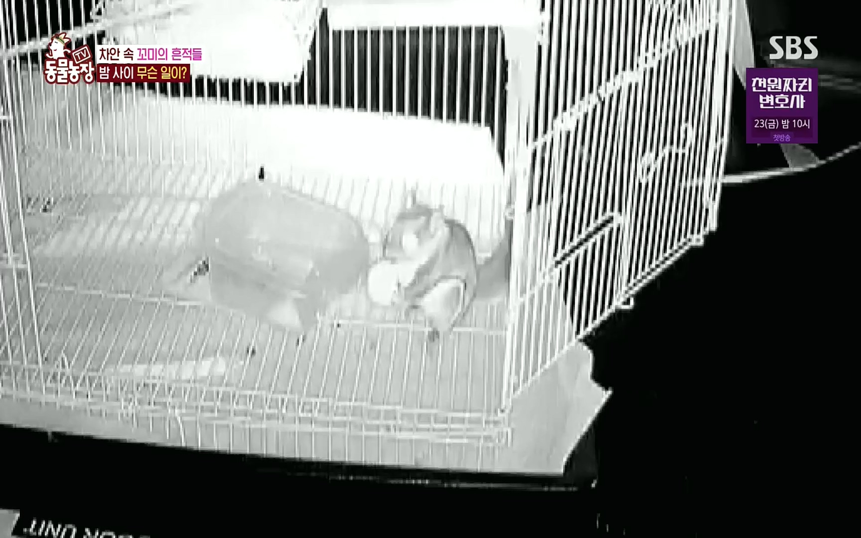 TV 동물농장.E1086.220911p.H264-F1RST.mp4_20220911_175406.171.jpg
