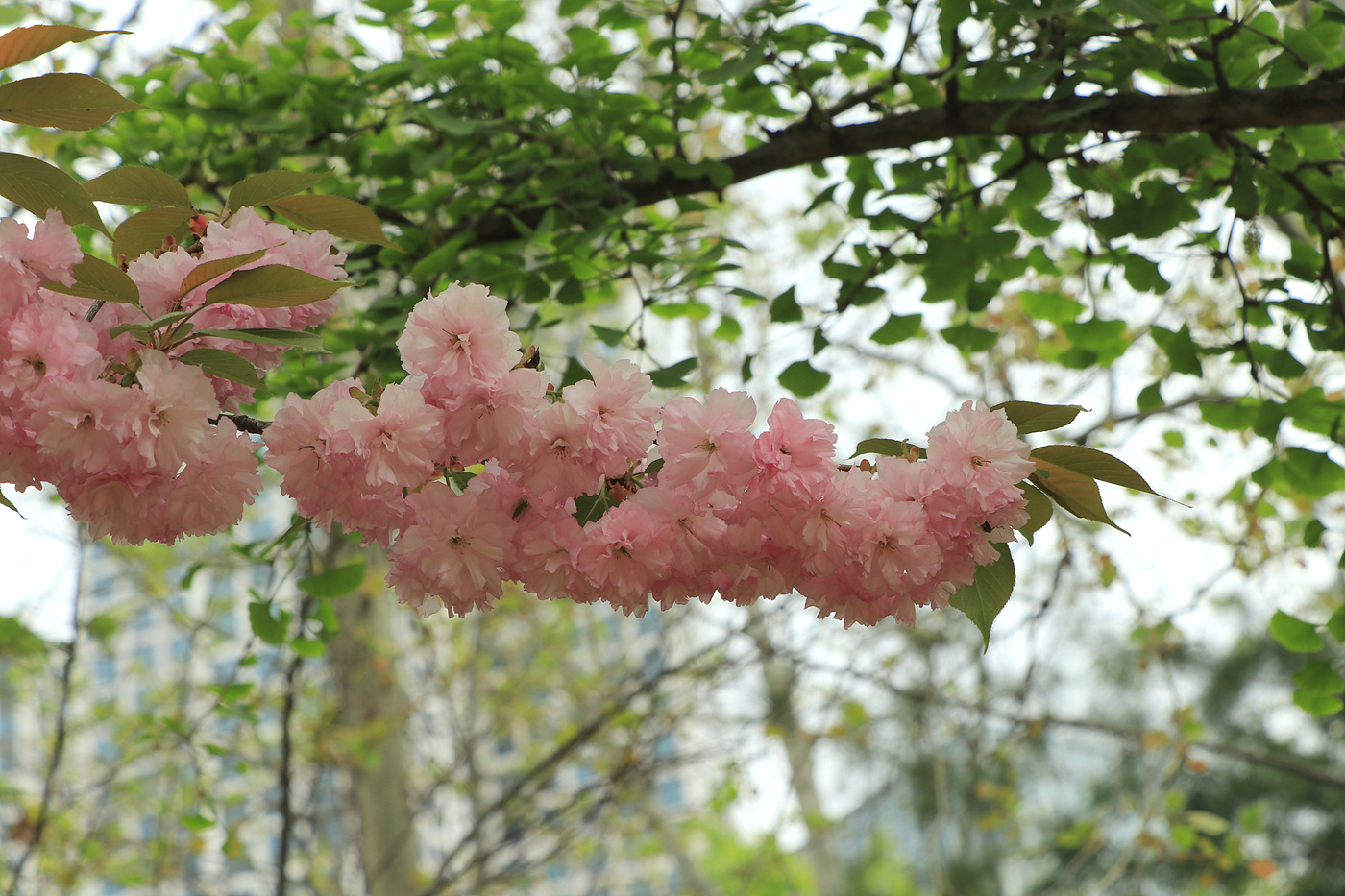 주말 서울숲 튤립 개화 현황… 3