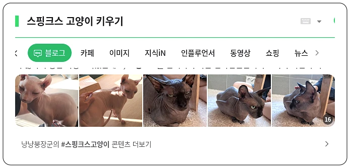 스핑크스 고양이 키우기_1_subsection