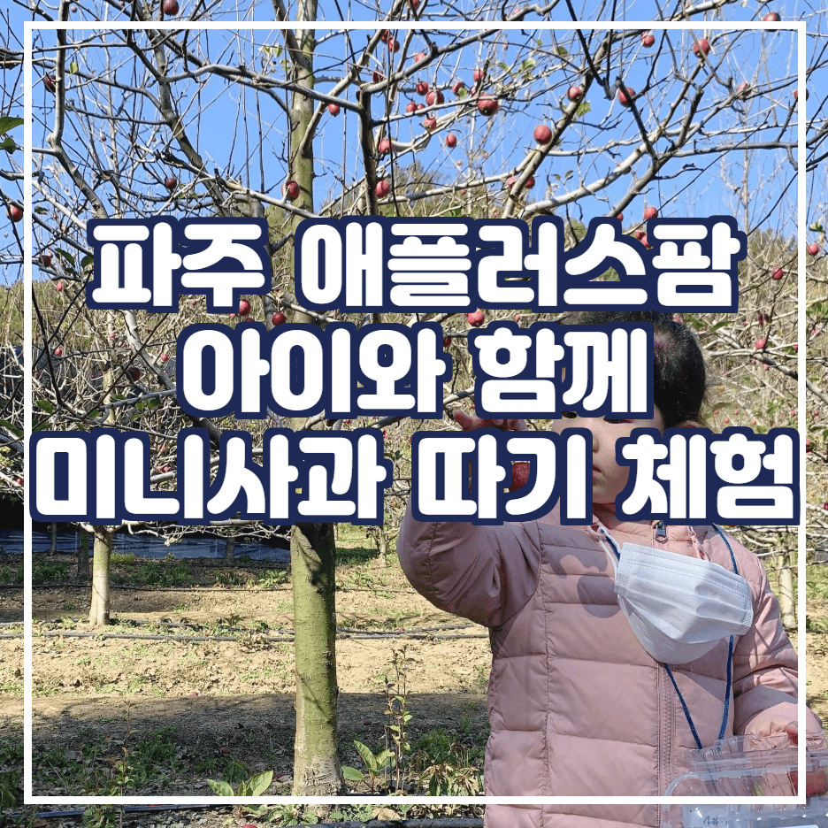  파주 애플러스팜 아이와함께 미니사과 따기 체험