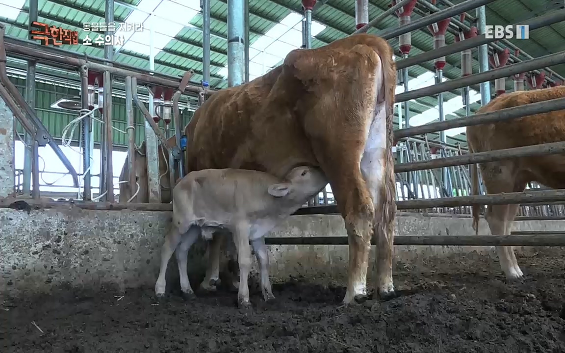 TV - 교육의 중심 EBS동물들을 지켜라, 수의사와 유기 동물 구조팀.mp4_20220913_200151.453.jpg