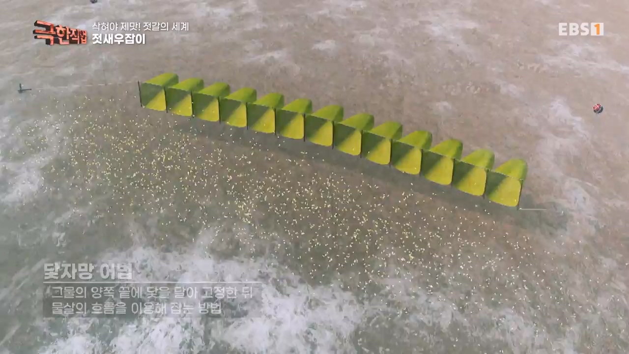 TV - 전 국민의 평생학교 EBS삭혀야 제맛! 젓갈의 세계.mp4_20231125_190841.977.jpg