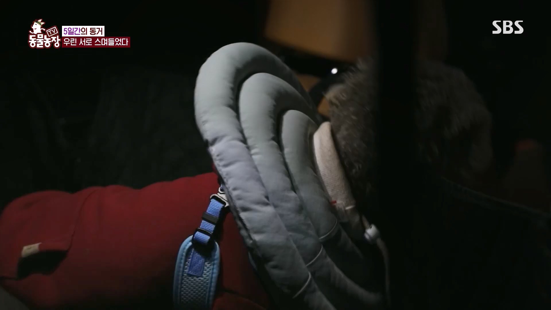 TV 동물농장.E1118.230430p.H264-F1RST.mp4_20230430_172406.416.jpg