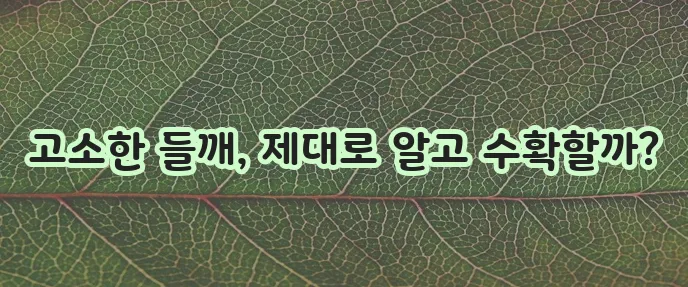들깨 수확 시기와 재배 방법 꼭 알아야 합니다