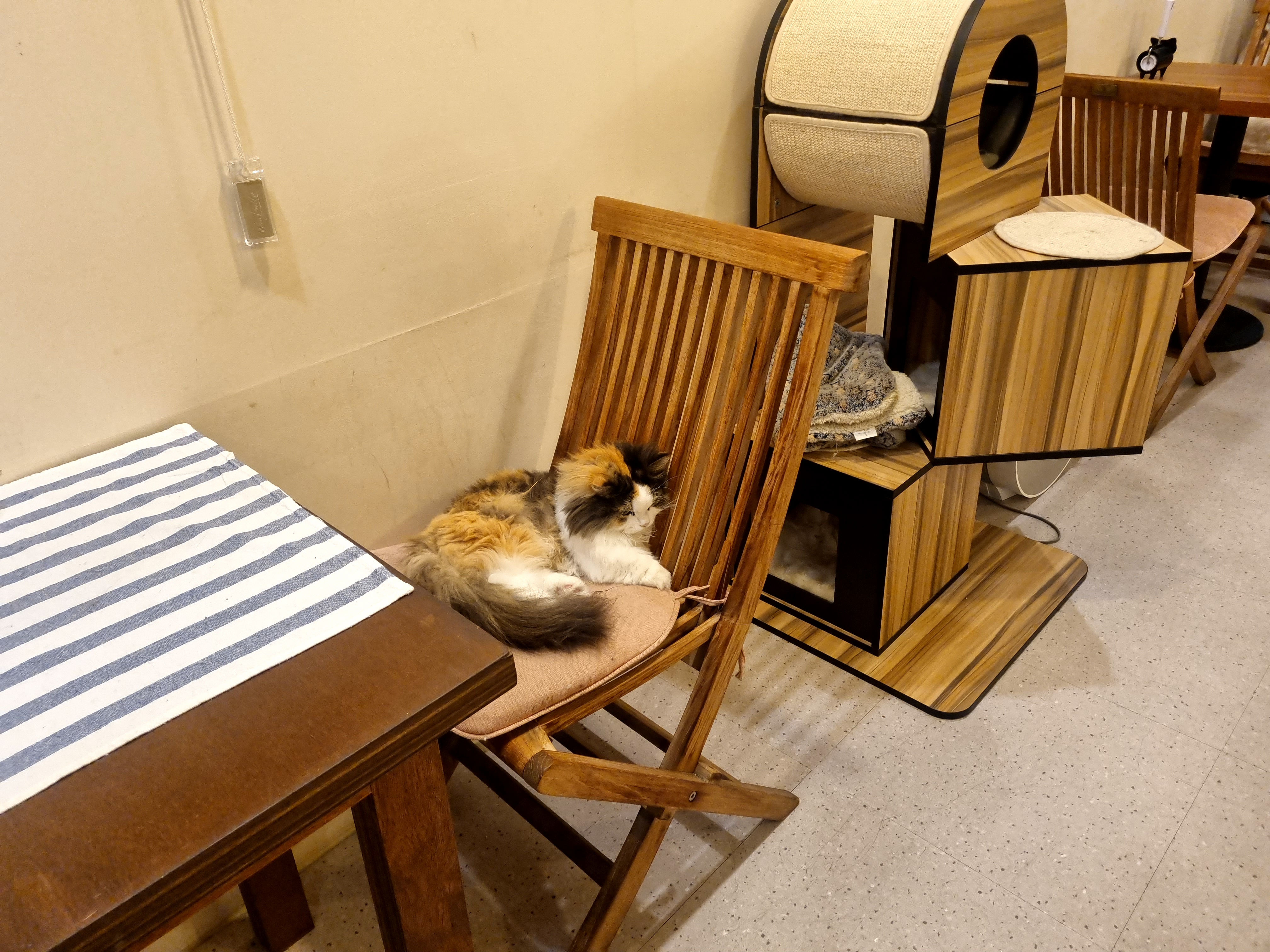 천안 두정동 고양이와 놀 수 있는 폴라리스카페