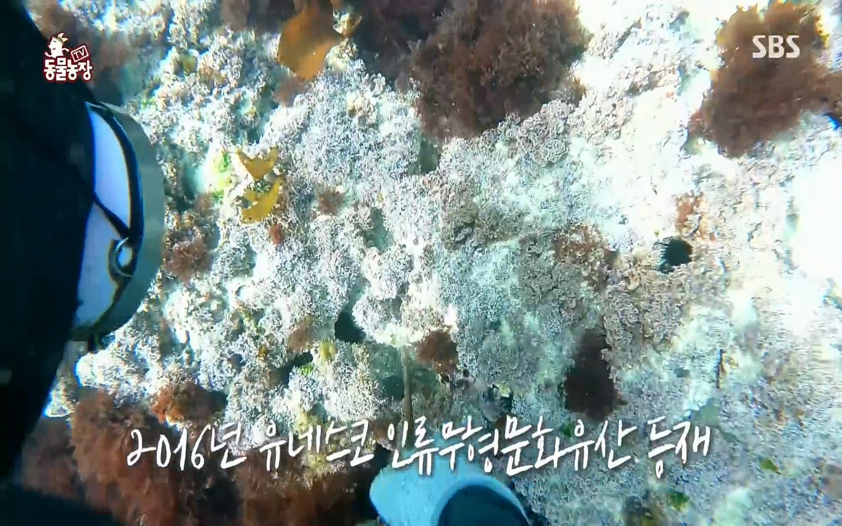 TV 동물농장.E1073.220612p.H264-F1RST.mp4_20220612_180409.495.jpg