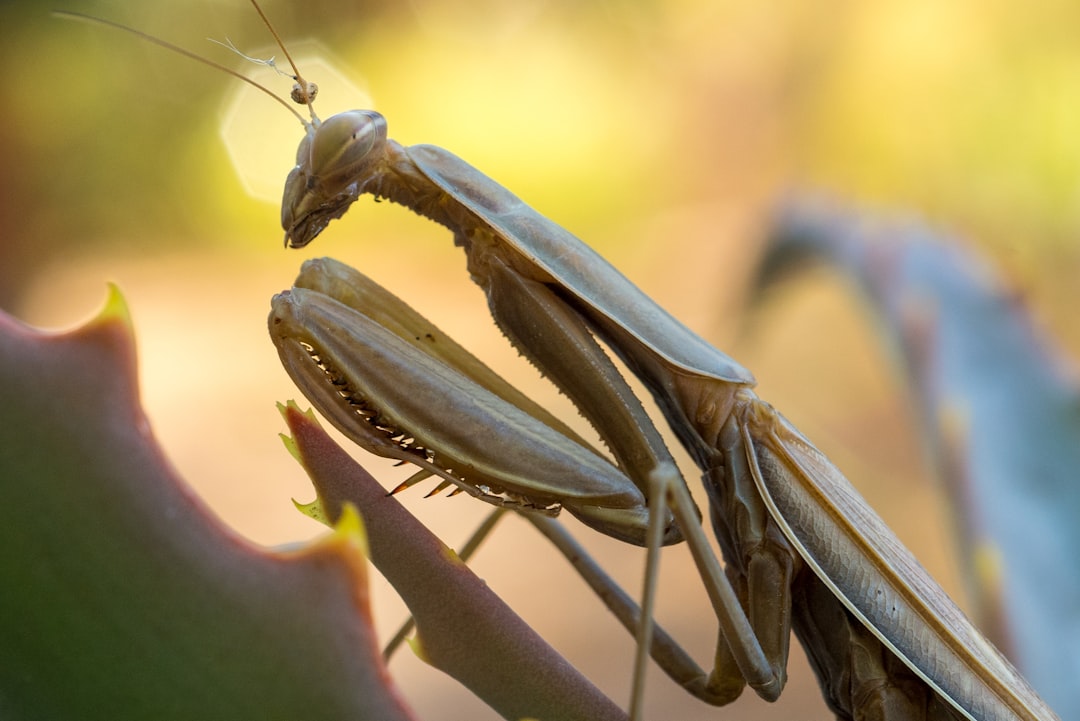 Praying Mantis