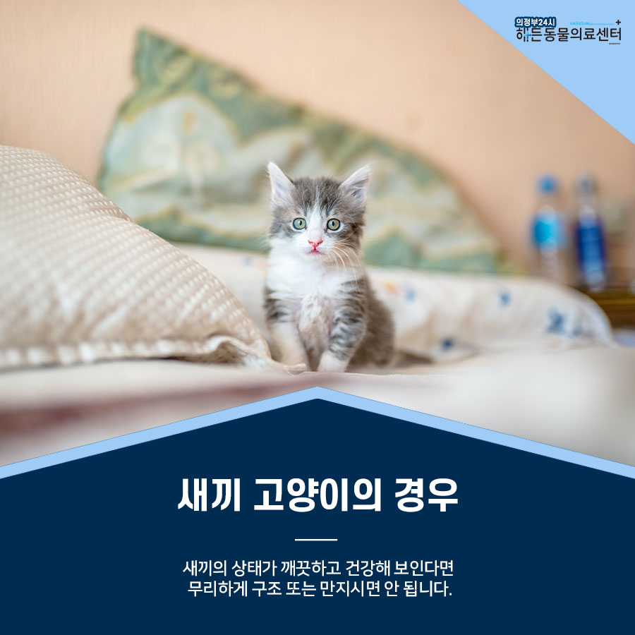 간택 , 구조는 어리다면 조심해야 해요! 2
