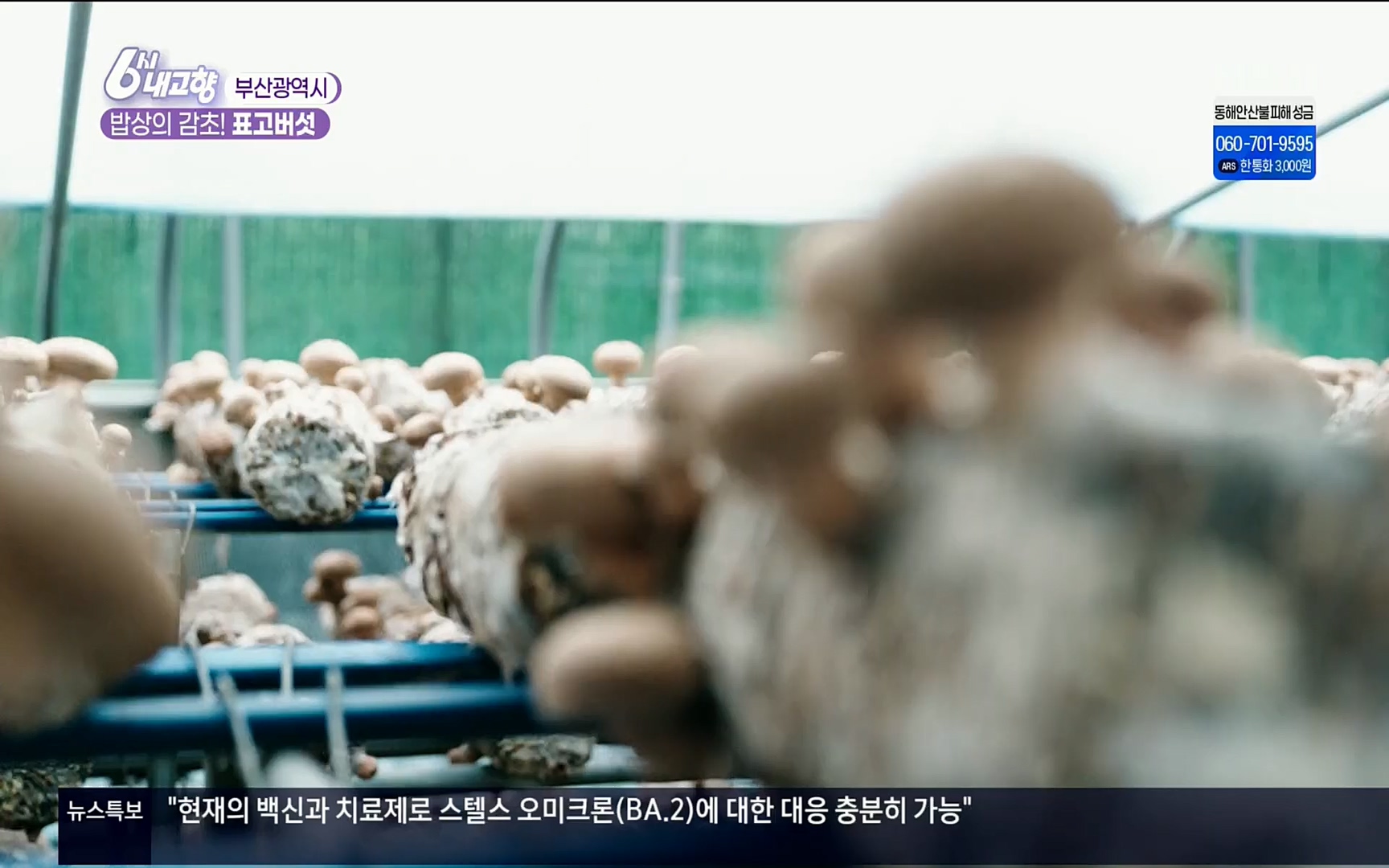 6시 내고향.E7496.220324p.H264-F1RST.mp4_20220328_181544.293.jpg