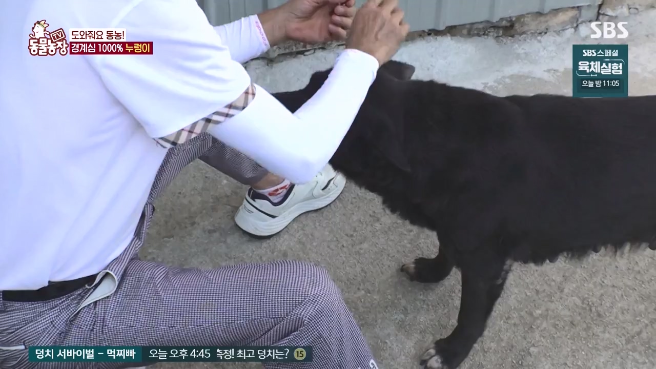 TV 동물농장.E1140.231009p-NEXT.mp4_20231008_174823.970.jpg