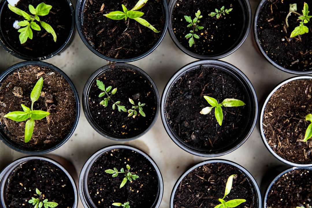 Planting