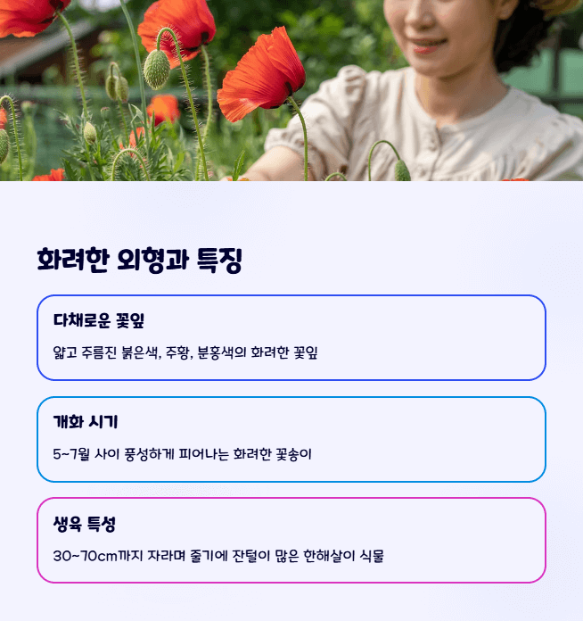 개양귀비