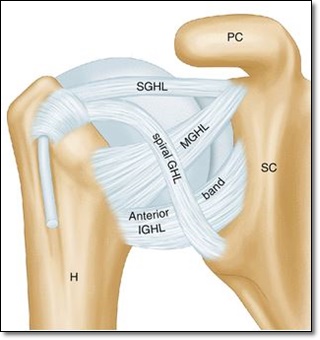 어깨 인대의 종류를 구분해서 각 인대에 이름이 적혀있는 그림