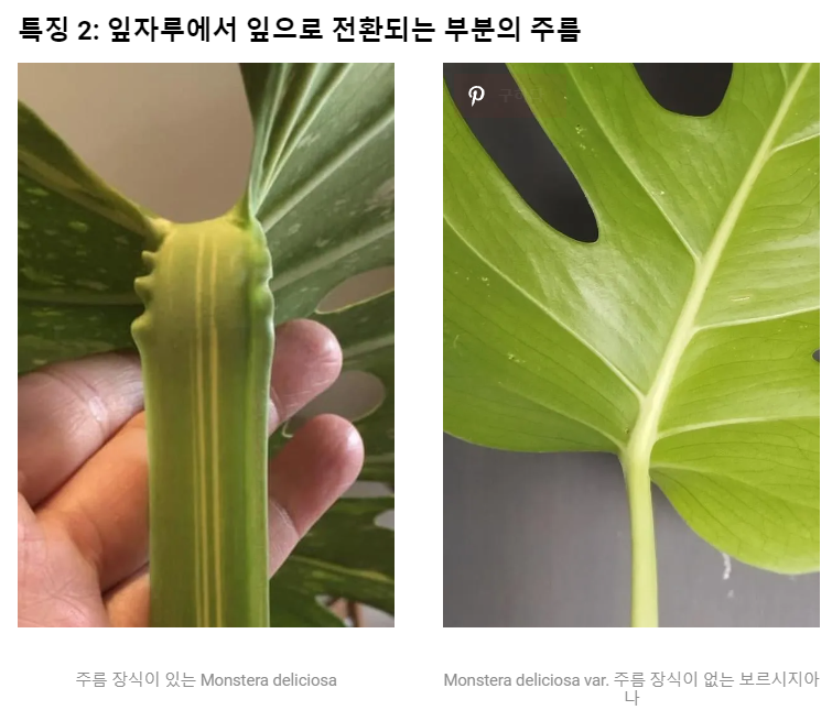 온스테라 델리시오사와 보르시지아나 차이// 출처gardenforindoor