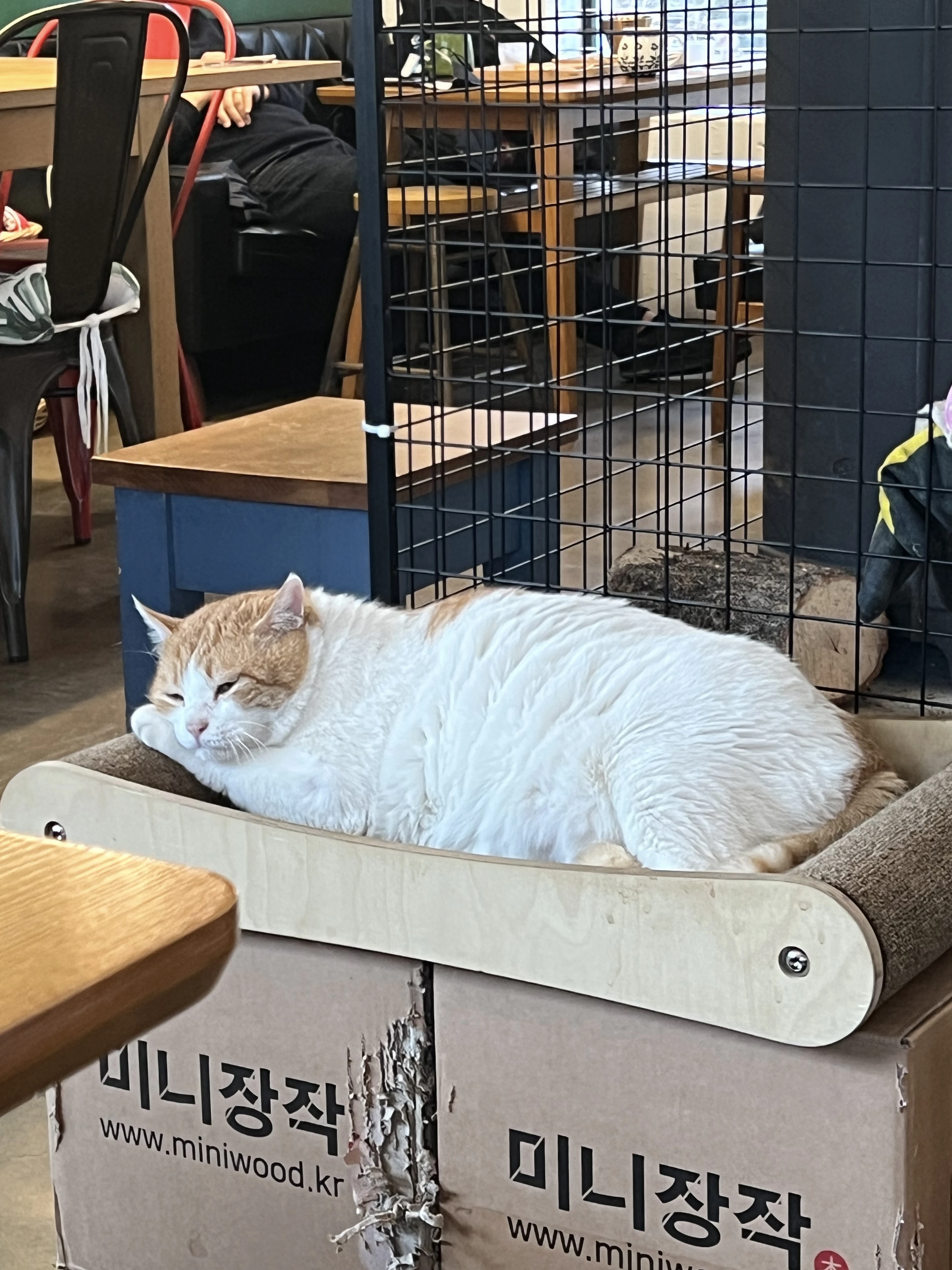 봄은 고양이로다 카페 뚱뚱한 고양이들