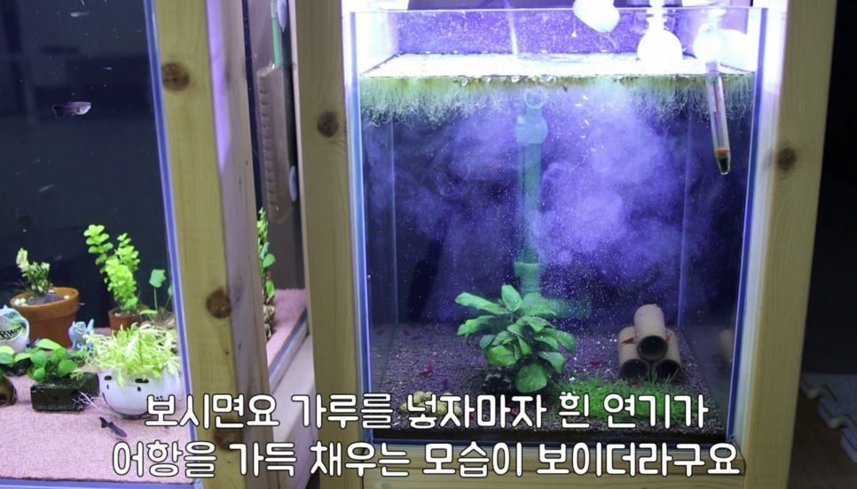 히드라 불청객 제거방법 15