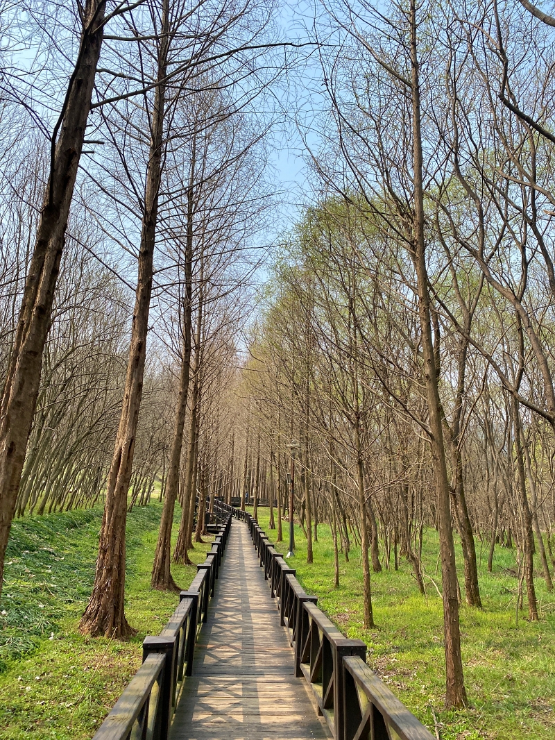 나무데크 양옆으로 길고 곧게 뻗은 나무