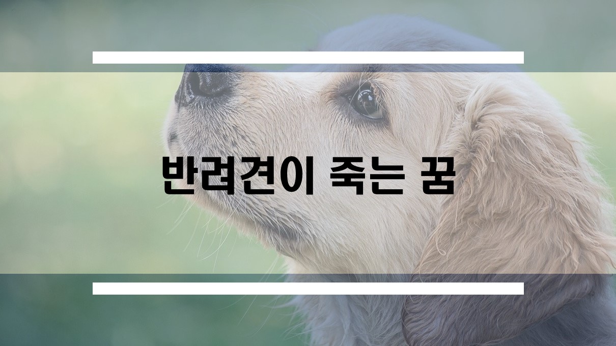  키우던 강아지가 죽는 꿈, 반려견 꿈 해몽