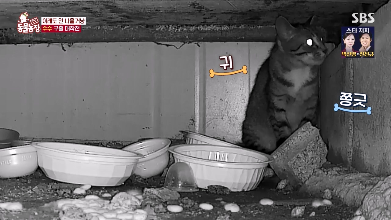 TV 동물농장.E1173.240527p-NEXT.mp4_20240526_155717.823.jpg