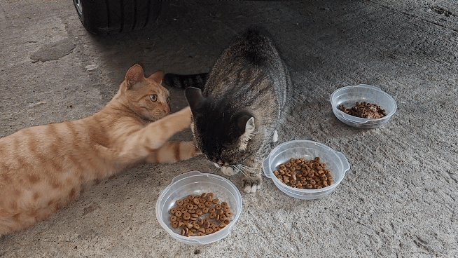 밥-그릇-빼앗겨서-뺏은-고양이-혼내는-고양이. .