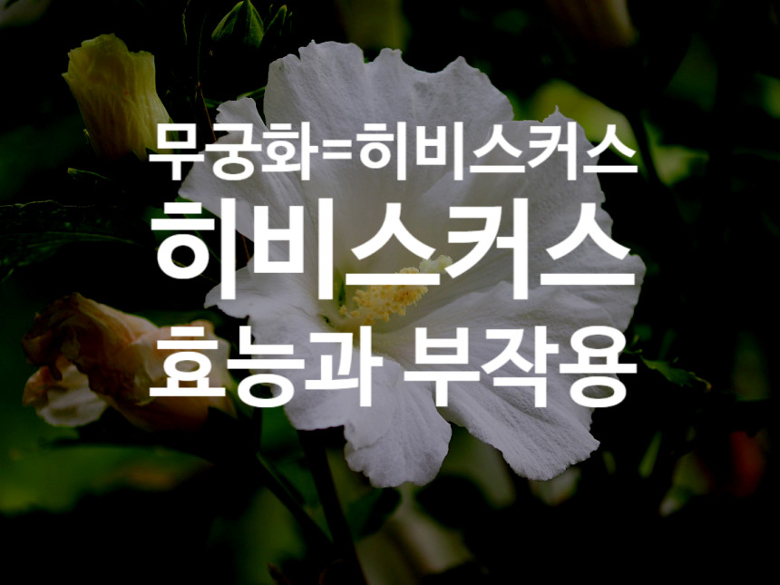  히비스커스 효능과 부작용 (무궁화)