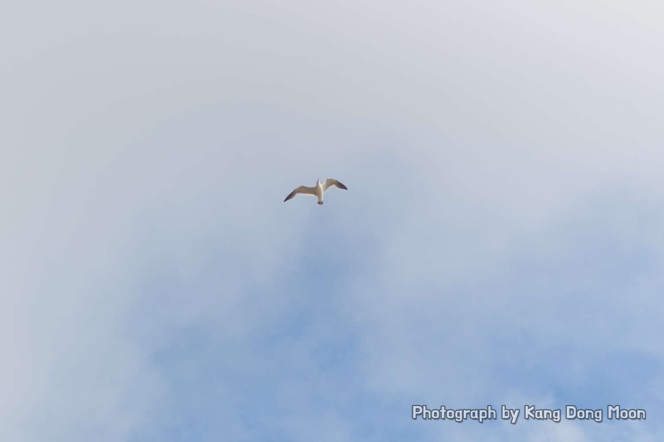 울릉도 여행 가볼만한곳 유람선 배 타기 국내 바다 추천 경북 동해안 2박3일 7