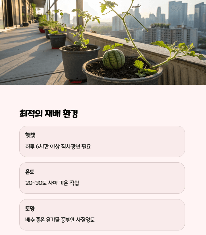 애플수박 재배법