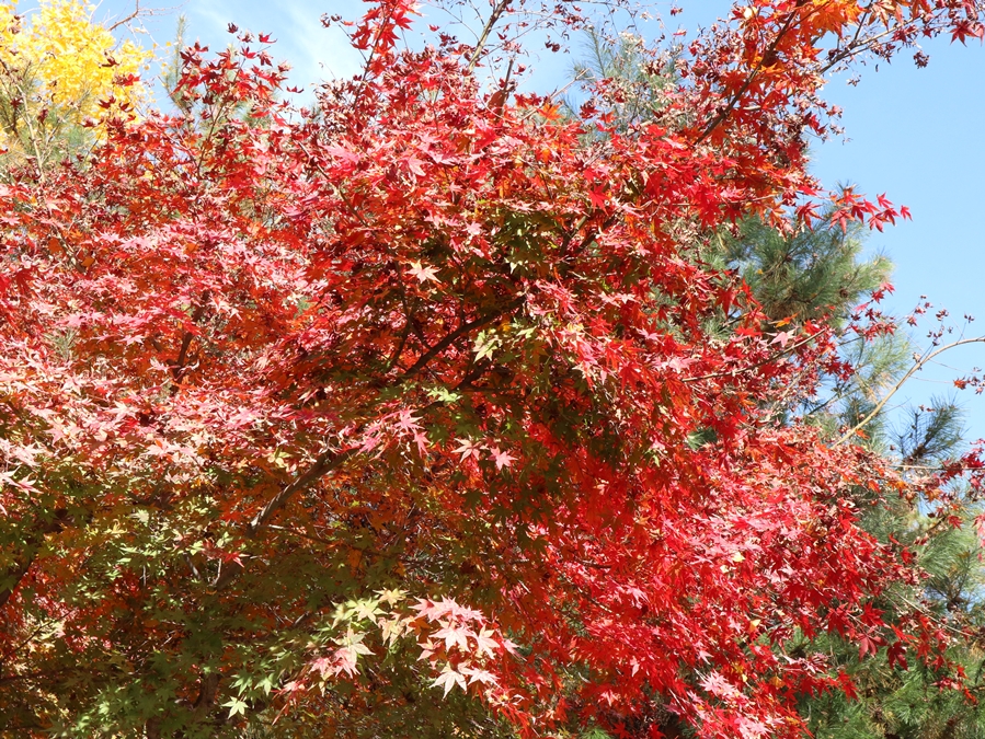 환상의-단풍숲_01