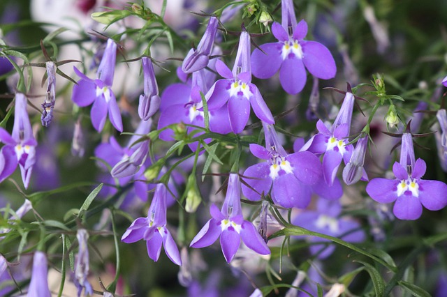로벨리아(lobelia) 이미지