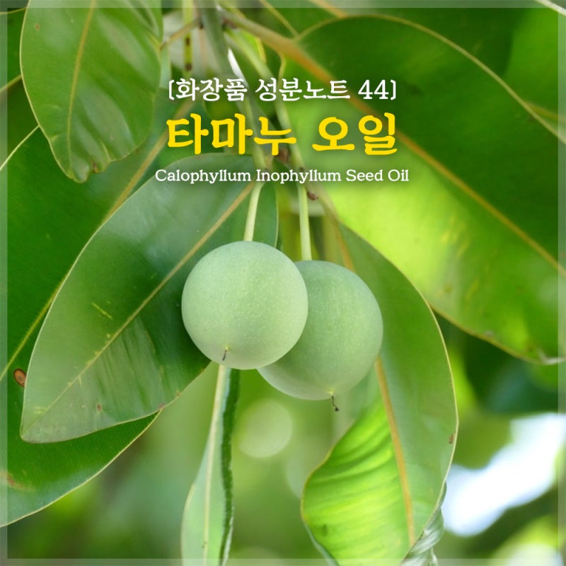 여름철 무너진 유수분 밸런스, 타마누 오일로 피부관리