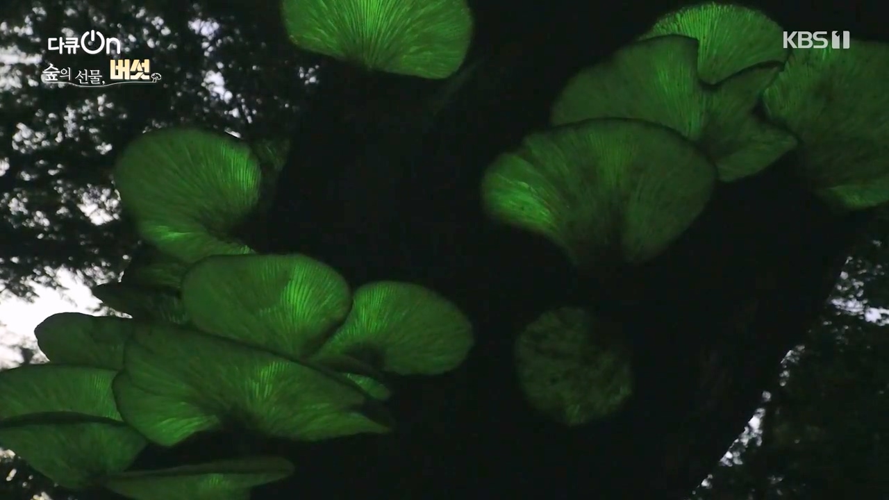 다큐 온.E227.231120p-NEXT.mp4_20231121_202100.699.jpg