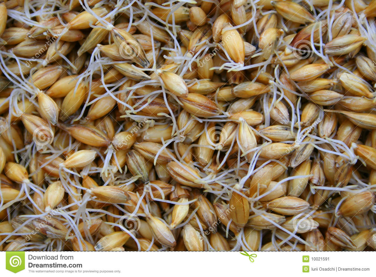 보리싹 싹의 7가지 효능과 부작용 42