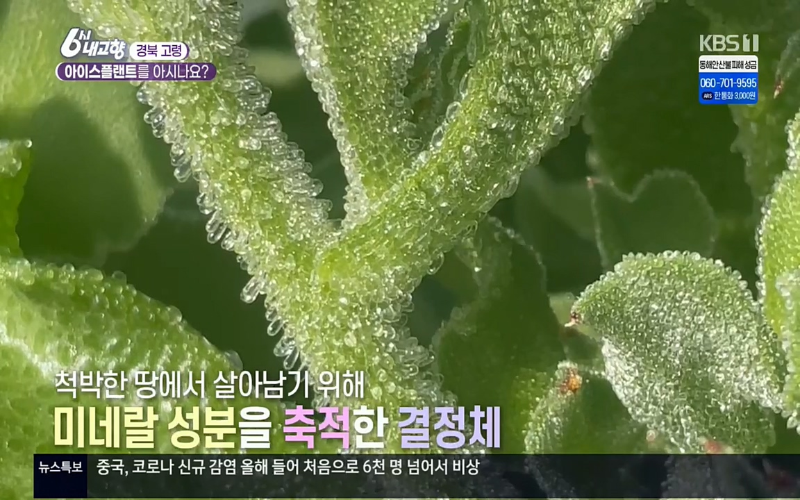 6시 내고향.E7498.220329p.H264-F1RST.mp4_20220329_181318.980.jpg