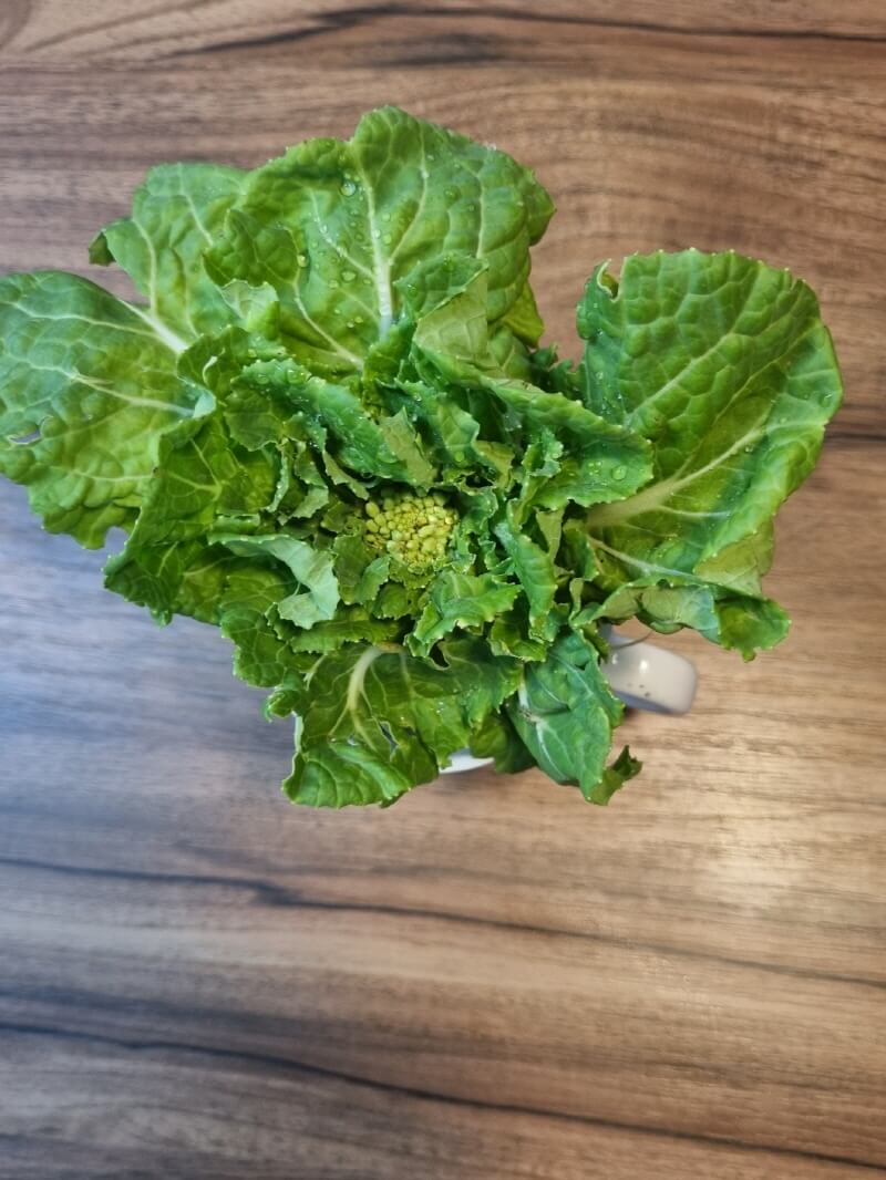 돈 벌어야 하는 엄마가 알려주는 생활비 절약_마트에서 산 봄동으로 채소 재배하기 2