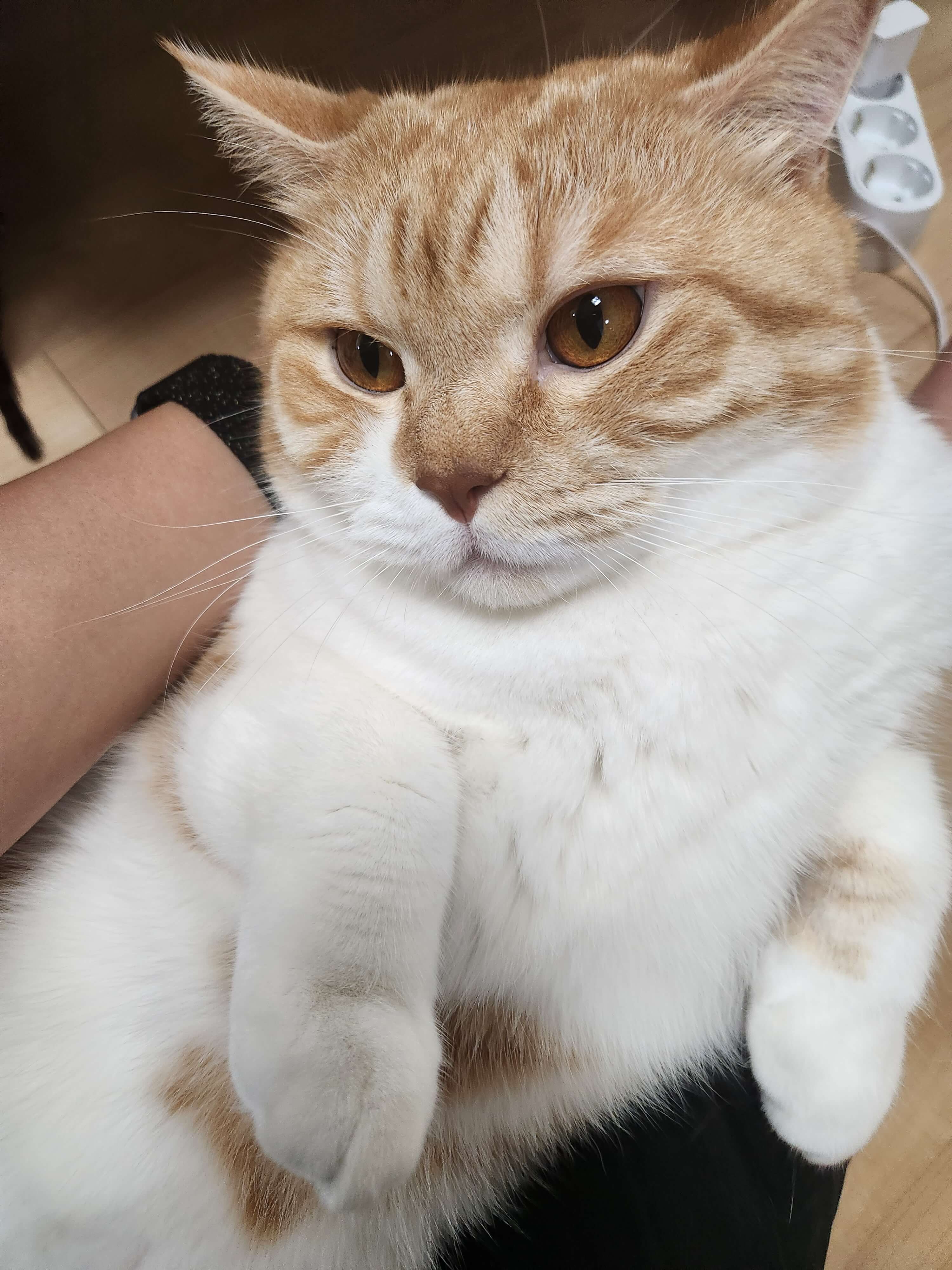  고양이 기본 훈련방법 및 문제 행동 교정 정보