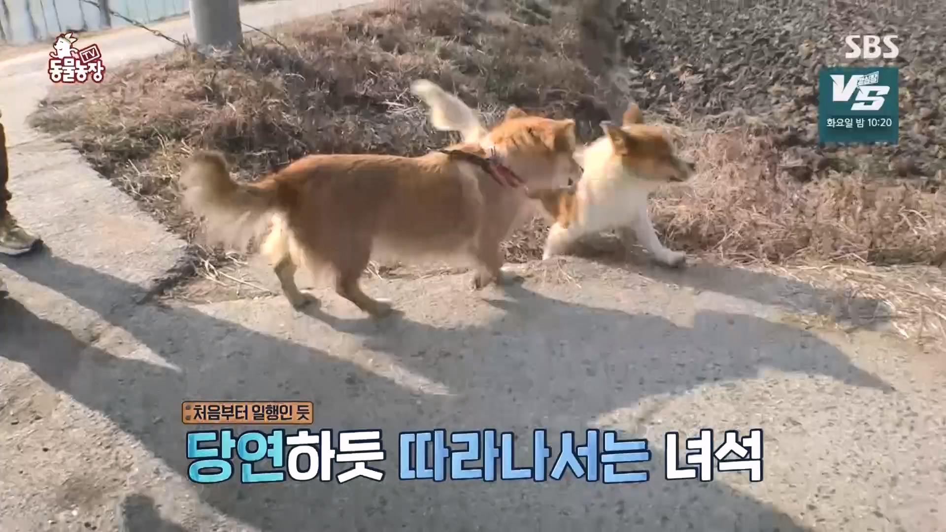 TV 동물농장.E1149.231210p.H264-F1RST.mp4_20231210_171059.471.jpg