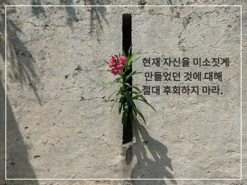 시멘트 벽 틈에서 핀 꽃