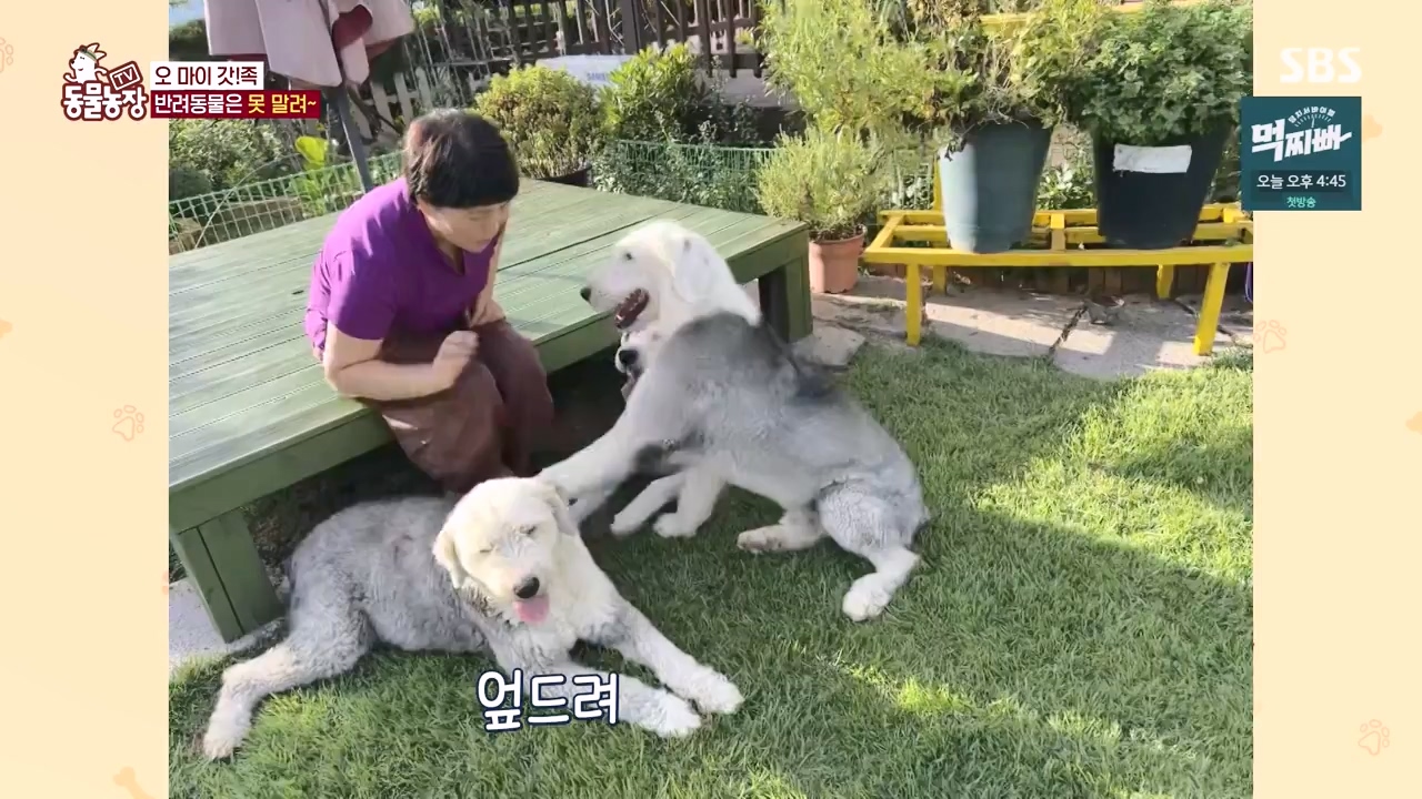 TV 동물농장.E1140.231009p-NEXT.mp4_20231008_174817.505.jpg