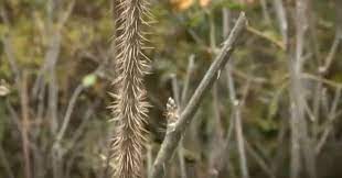 가시오가피의 12가지 장점 16