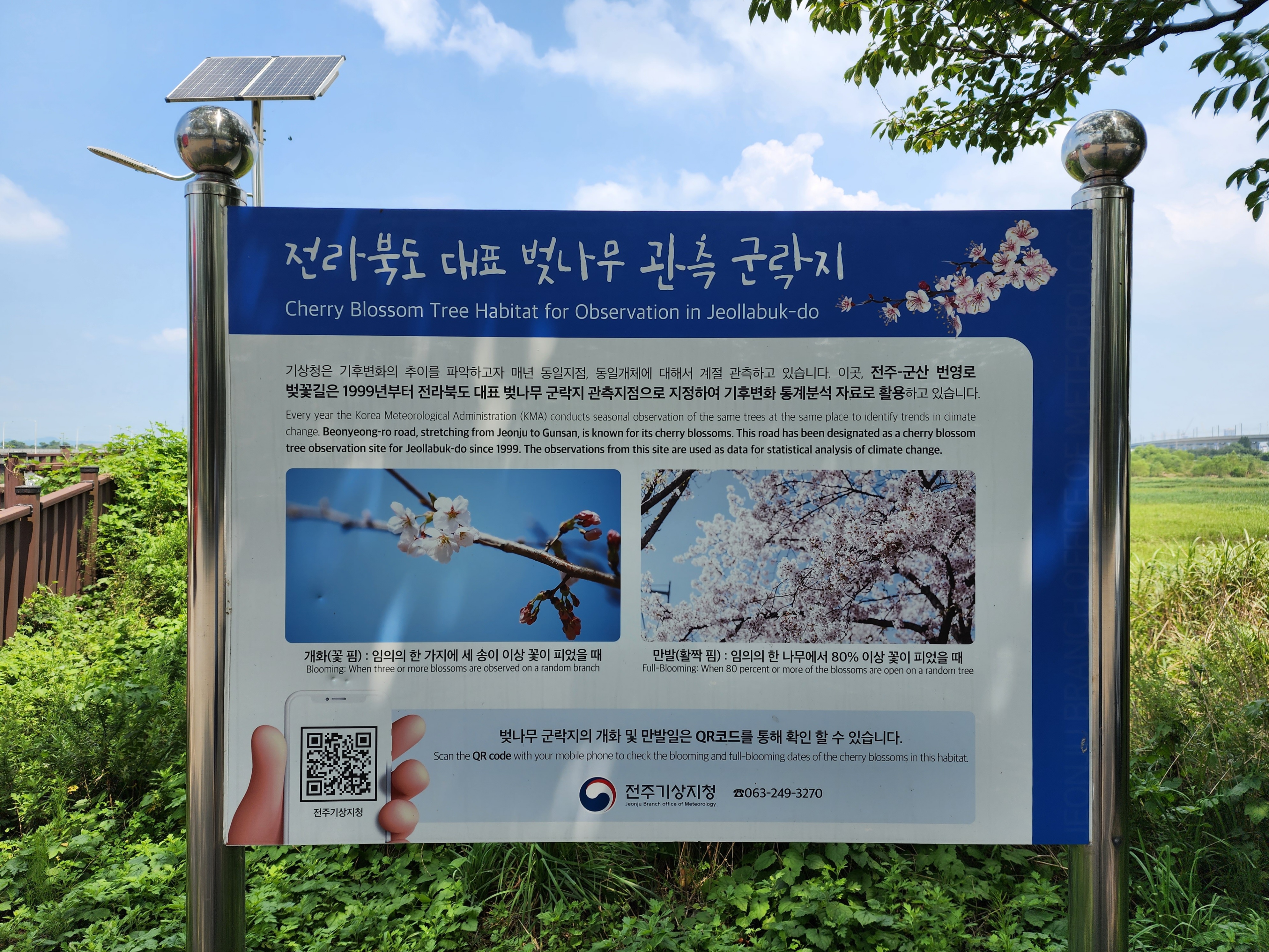전라북도 대표 벚나무 관측 군락지